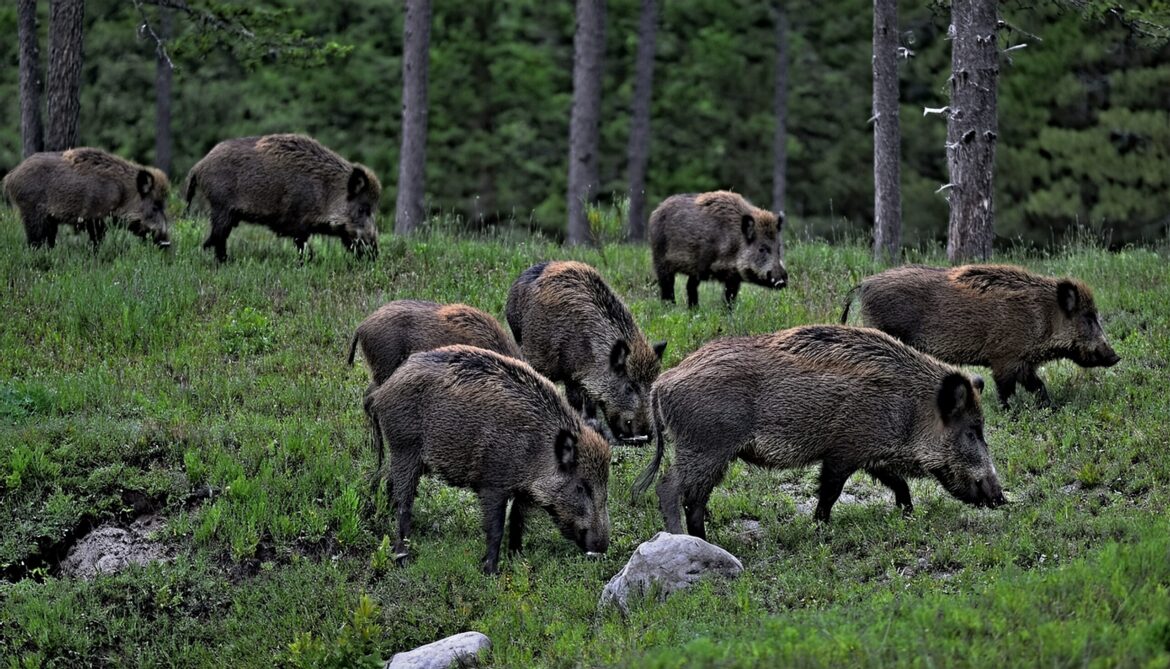 Divoká prasata, ilustrační foto: inregion.cz