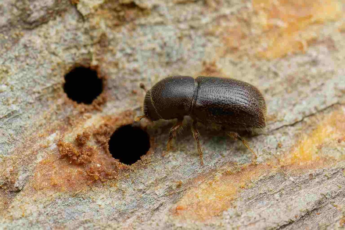 Kůrovec, foto: inregion.cz